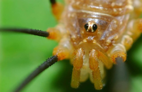 harvestman