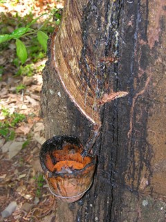 Rubber plantation