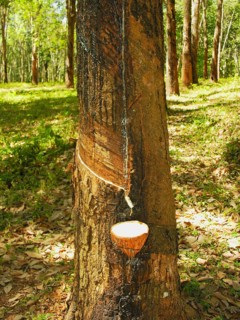Rubber plantation