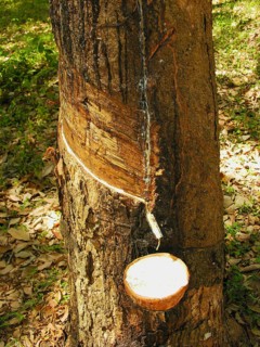 Rubber plantation