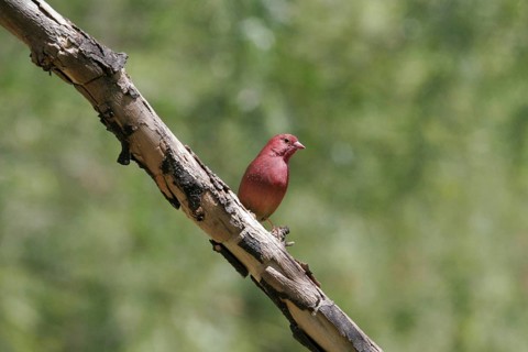 Senegal Fire Finch