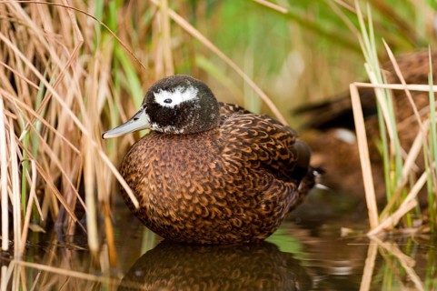 Laysan duck
