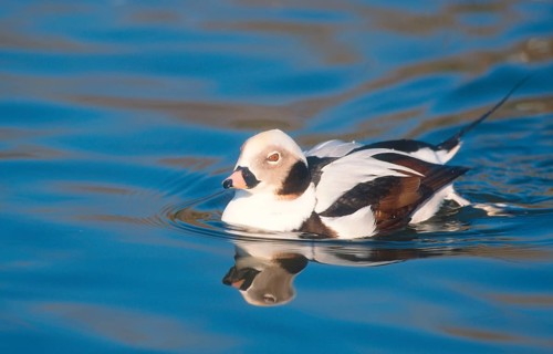 Long-tailed duck