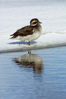 Long-tailed duck
