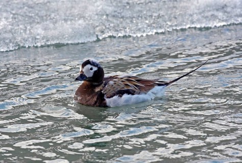 Long-tailed duck