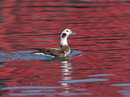 Long-tailed duck