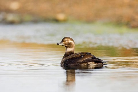 Long-tailed Duck