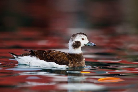 Long-tailed duck