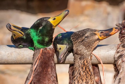 Mallards