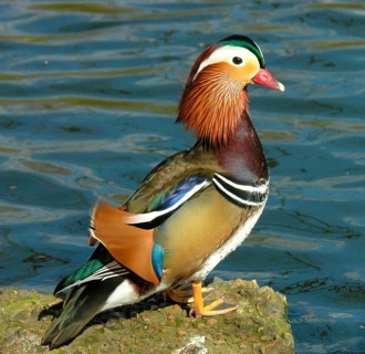 Mandarin Duck