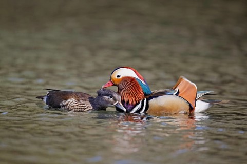 Mandarin duck