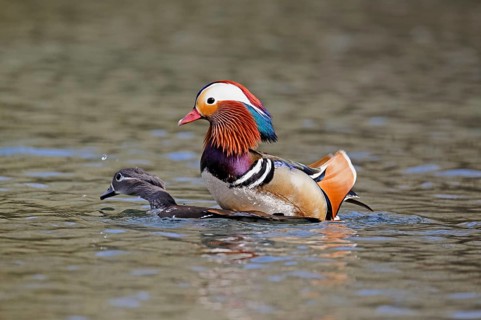 Mandarin duck