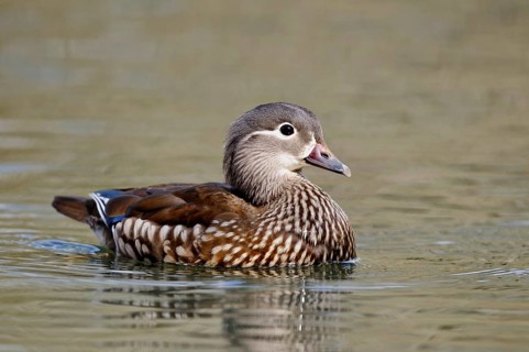 Mandarin duck
