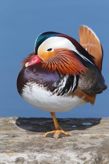 Mandarin duck