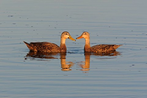 Mottled Duck