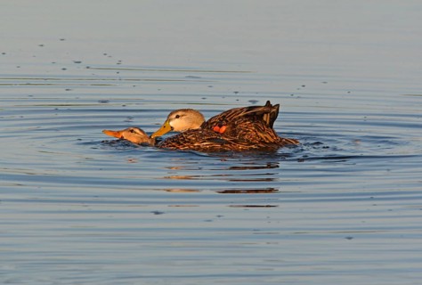 Mottled Duck