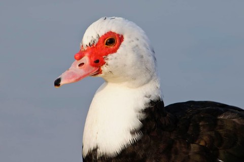 Muscovy Duck