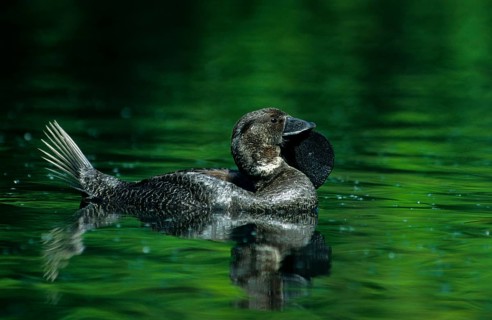 Musk duck