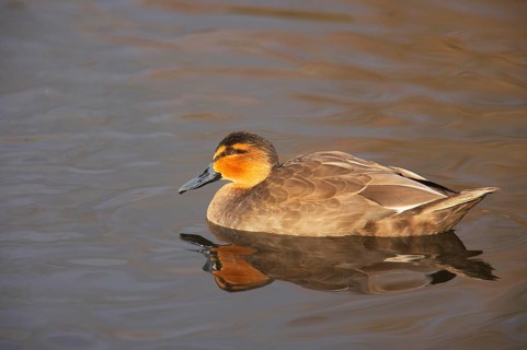 Philippine Duck