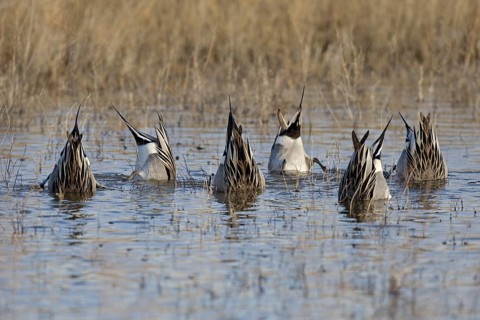 Northern Pintail