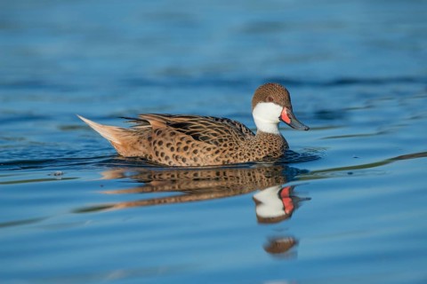 White-cheeked pintail