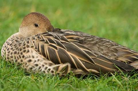 Sharp-tailed Duck