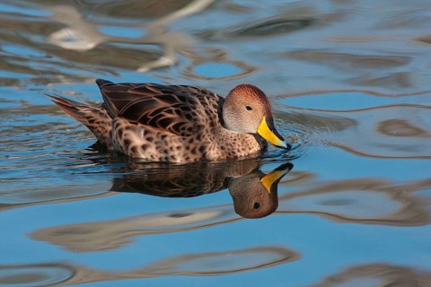 Sharp-tailed Duck