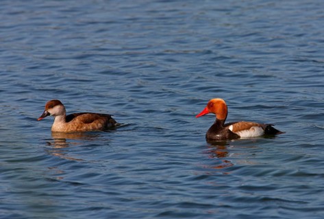 Red-crested Pochard