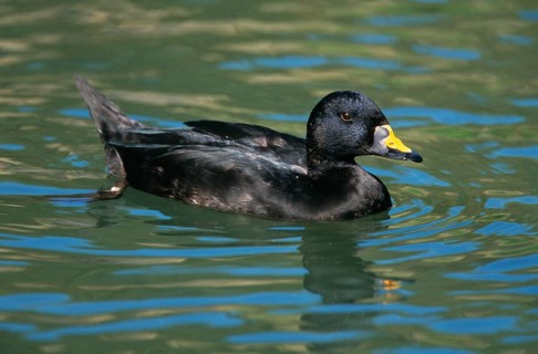 Common scoter