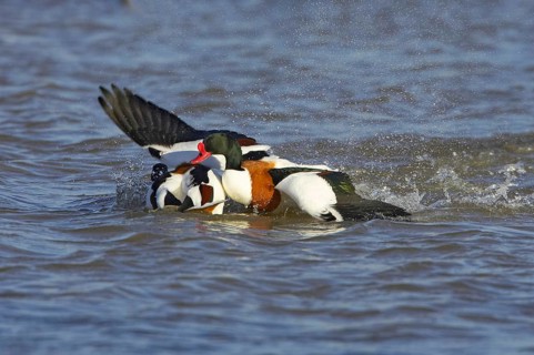 Common shelducks