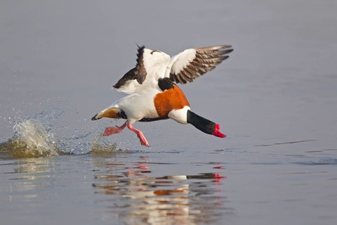Common Shelduck