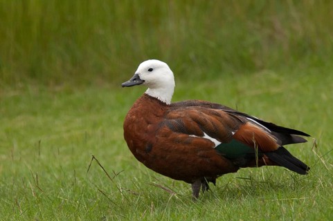 Paradise shelduck