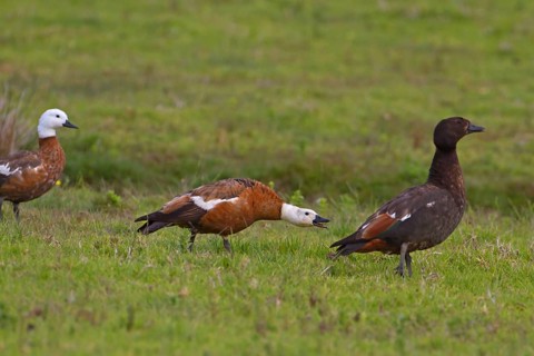 Paradise Shelduck