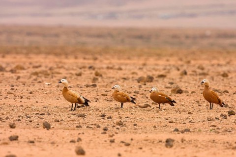 Ruddy shelduck