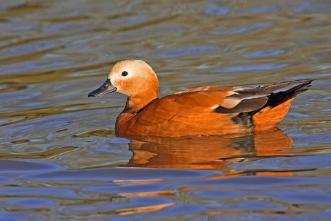 Ruddy shelduck