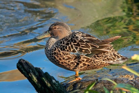 Australian Shoveler