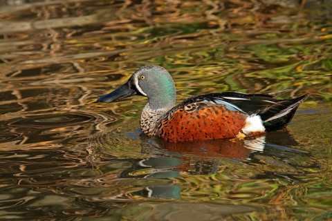 Australian Shoveler