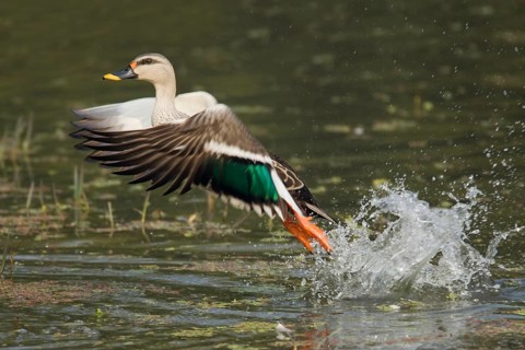 Spot-billed duck
