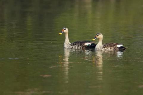Spot-billed duck