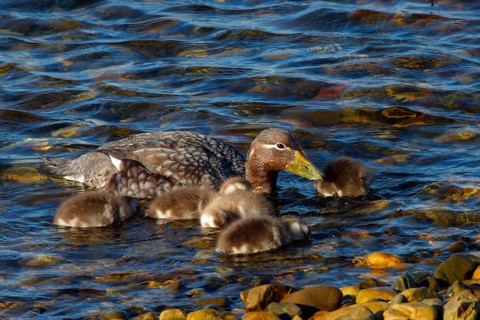 Falkland steamer duck