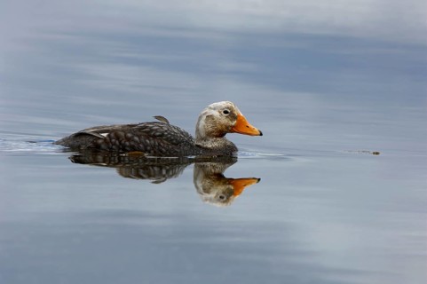 Falkland steamer ducks
