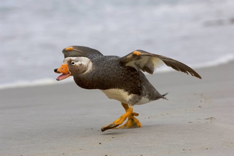 Falkland Flightless falkland steamer duck
