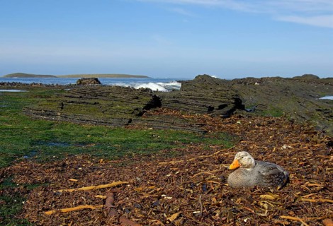 Falkland steamer ducks