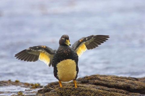 Falkland steamer duck