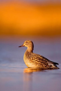 Common Teal
