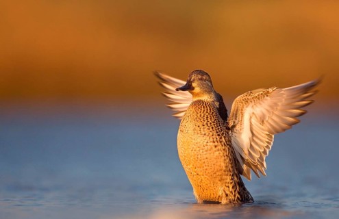 Common Teal