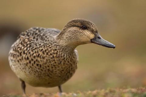 Common Teal