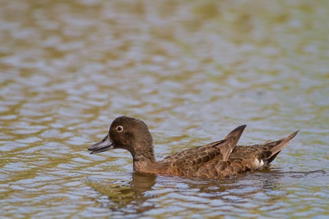 Brown Teal