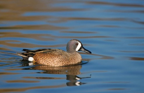 Blue-winged teals