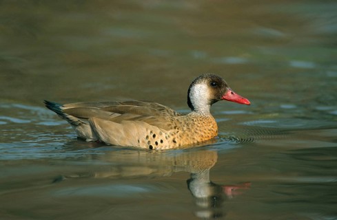 Amazonette brasiliensis